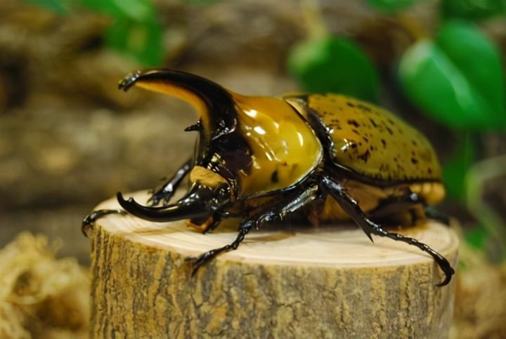 世界上最大的虫子（盘点昆虫界的10大巨无霸昆虫）