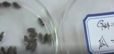 ​棺材里的花,古棺里的诡异事件