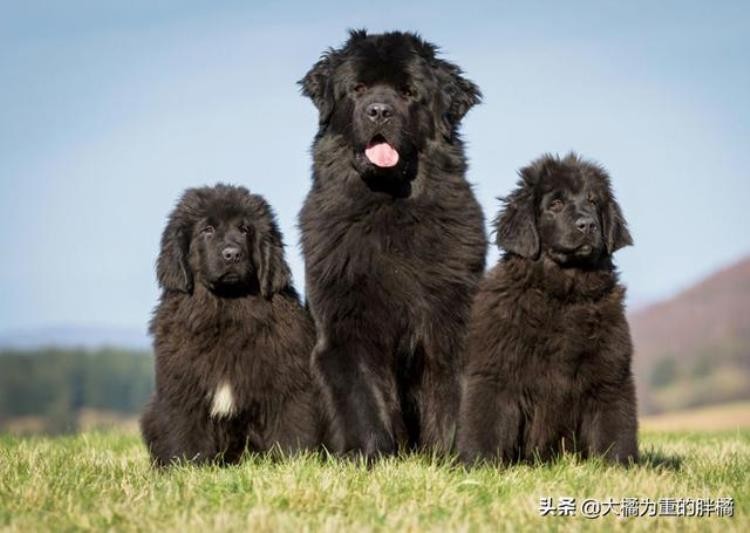 大型犬怎么抱起来,哪种巨型犬最温顺