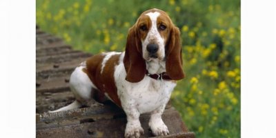 ​世界上最聪明的10大犬种