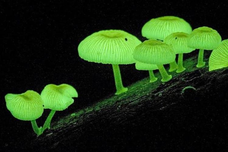 科幻片中那些会发光的植物是凭空想象还是真实存在,世界上发光的植物