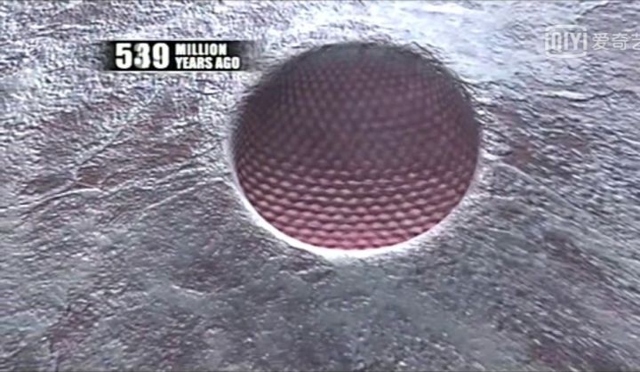 地球生物进化史(一篇文章图解地球四十亿年生命进化史)