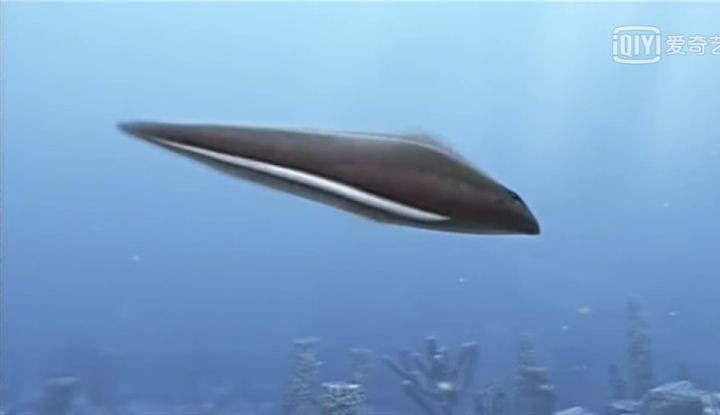 地球生物进化史(一篇文章图解地球四十亿年生命进化史)