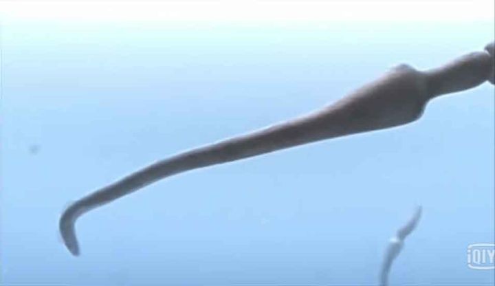 地球生物进化史(一篇文章图解地球四十亿年生命进化史)
