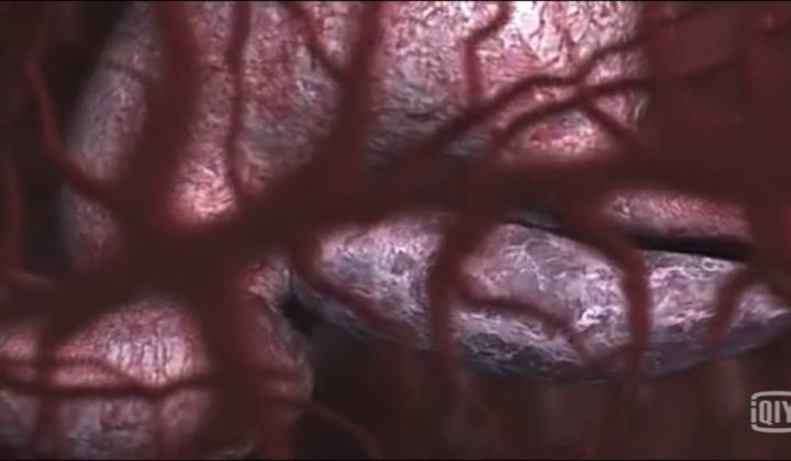 地球生物进化史(一篇文章图解地球四十亿年生命进化史)
