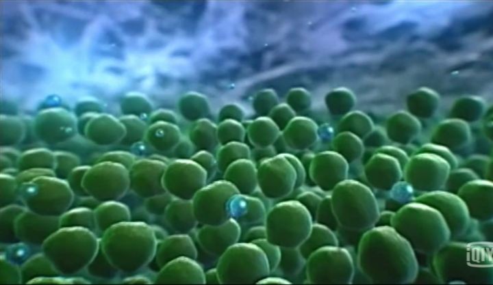 地球生物进化史(一篇文章图解地球四十亿年生命进化史)