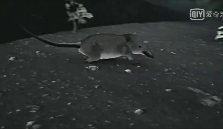 地球生物进化史(一篇文章图解地球四十亿年生命进化史)