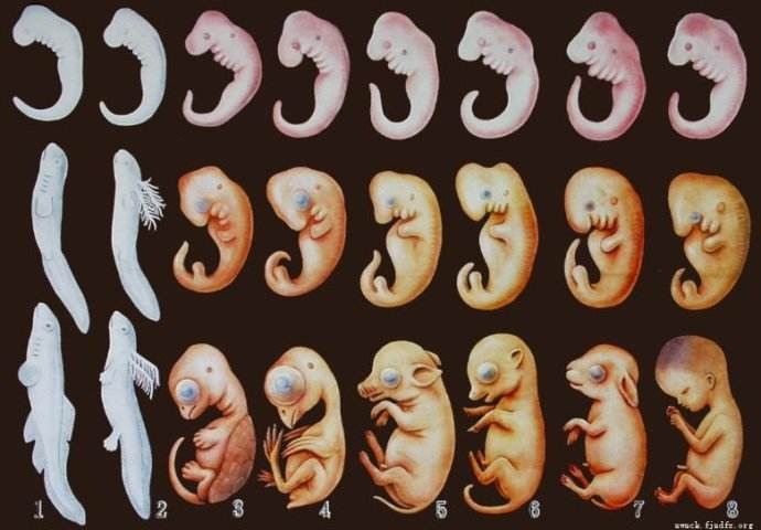 地球生物进化史(一篇文章图解地球四十亿年生命进化史)