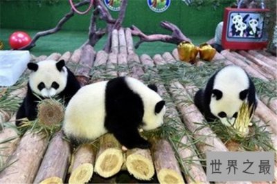 ​中国十大人气动物园排行榜，北京动物园的历史竟然这么悠久！