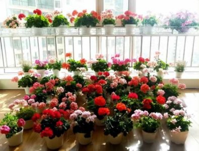 ​哪些花是冬天开的？你见过几种？