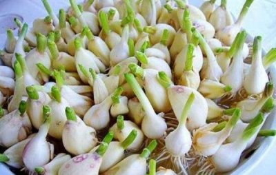 ​大蒜怎么保存不发芽，不清洗不剥皮（加干燥剂保存最好）