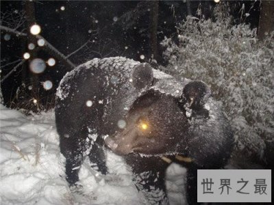 ​世界上最大的熊，我们的国宝大熊猫竟也在其中