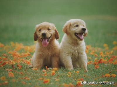 ​新手养狗建议公的还是母的（女生养狗适合养公的还是母的）