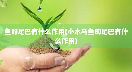 鱼的尾巴有什么作用(小水马鱼的尾巴有什么作用)