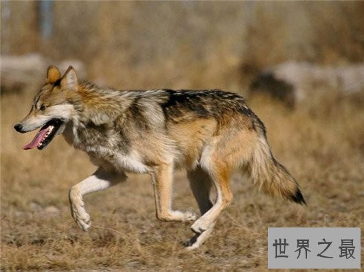 世界上最小的狼，最小的灰狼亚种阿拉伯狼平均重仅为16公斤