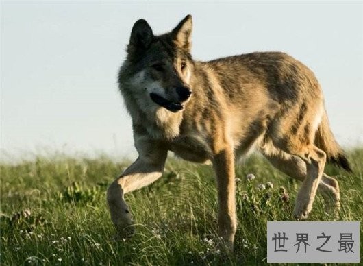 世界上最小的狼，最小的灰狼亚种阿拉伯狼平均重仅为16公斤