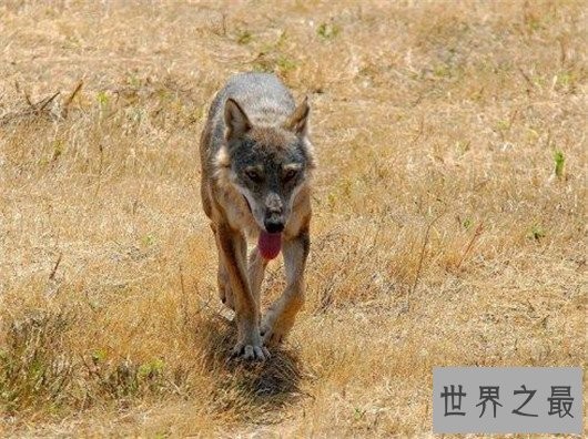 世界上最小的狼，最小的灰狼亚种阿拉伯狼平均重仅为16公斤