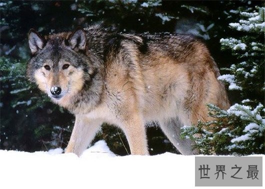 世界上最小的狼，最小的灰狼亚种阿拉伯狼平均重仅为16公斤