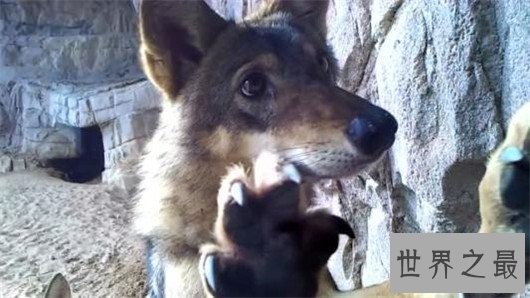 世界上最小的狼，最小的灰狼亚种阿拉伯狼平均重仅为16公斤