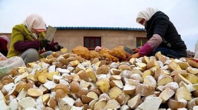 ​土豆的种植技术方法大全（土豆好吃但总种不好）