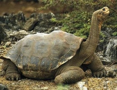 ​世界上最大的乌龟（世界上最大的乌龟，体长1.8米重375公斤）