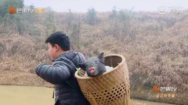 10岁儿子上《变形计》背猪，杜华是想改变儿子还是为出道造势？