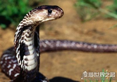 ​世界上体型最大的毒蛇，过山峰(眼镜王蛇)专以各种蛇类为食