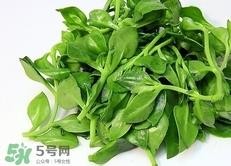 穿心莲的营养价值_穿心莲的功效与作用及食用方法