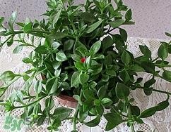 穿心莲的营养价值_穿心莲的功效与作用及食用方法