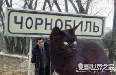 ​世界上最大的猫能有多大，726斤巨猫Angie现身乌克兰