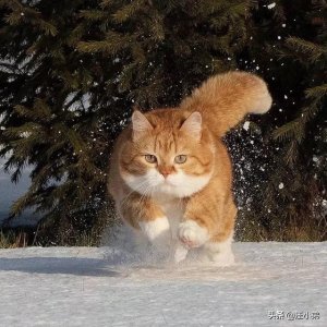 ​猫咪突然跟疯了一样到处狂奔（猫咪很暴躁的舔毛怎么回事）