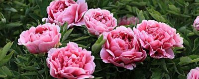 ​牡丹什么时候开花（牡丹的具体花期时间介绍）
