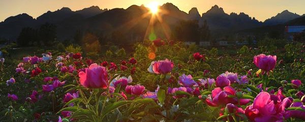 牡丹什么时候开花（牡丹的具体花期时间介绍）