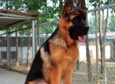 ​茶杯犬怎么产生的茶杯犬怎么了