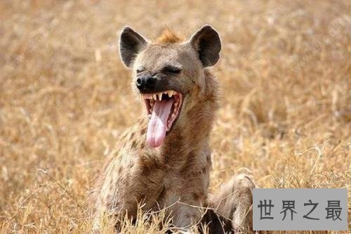 非洲二哥竟然是猥琐斑鬣狗 靠着秘术掏肛之术霸占非洲草原