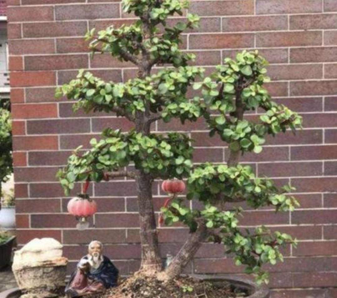金枝玉叶花卉如何栽培管管理（金枝玉叶5个的养护技巧）