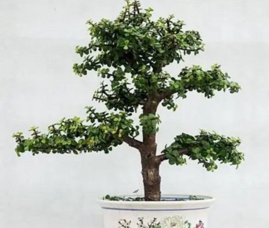 金枝玉叶花卉如何栽培管管理（金枝玉叶5个的养护技巧）