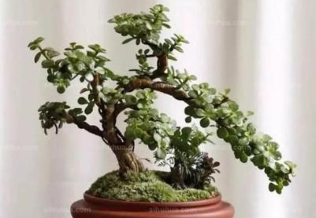 金枝玉叶花卉如何栽培管管理（金枝玉叶5个的养护技巧）