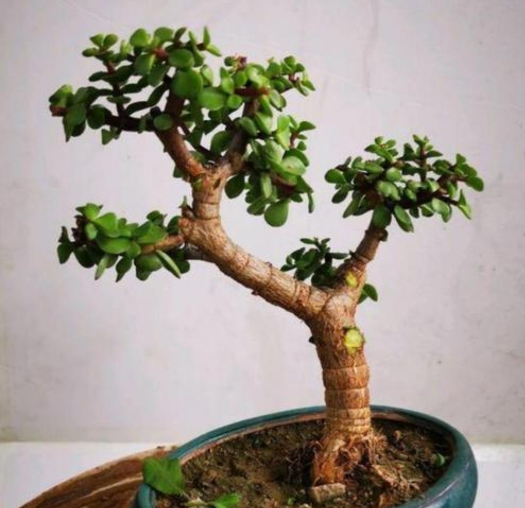 金枝玉叶花卉如何栽培管管理（金枝玉叶5个的养护技巧）