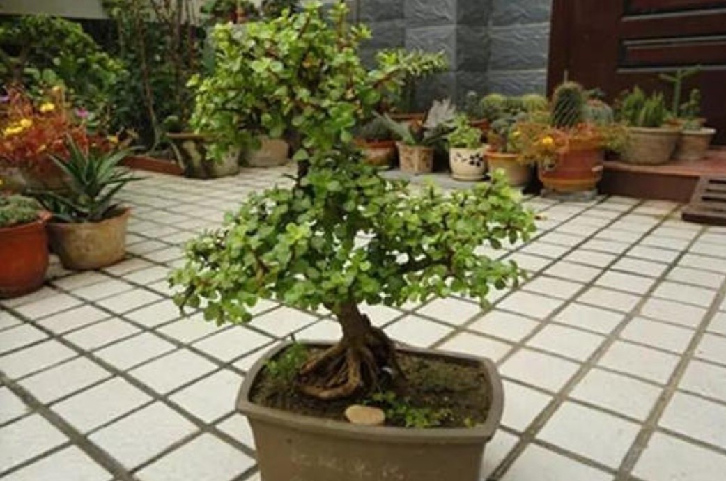 金枝玉叶花卉如何栽培管管理（金枝玉叶5个的养护技巧）