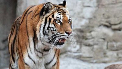 ​世界上最危险十大猫科动物：猎豹垫底，西伯利亚虎第一名