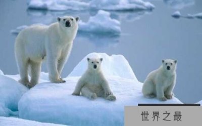 ​世界上最大的北极熊：体重高达800公斤