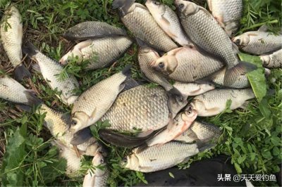 ​野钓鲫鱼怎么调漂最好（春秋季节钓鲫鱼最实用调漂方法）