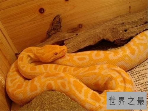 宠物蛇不能随意养，专业养蛇知识为你保驾护航！