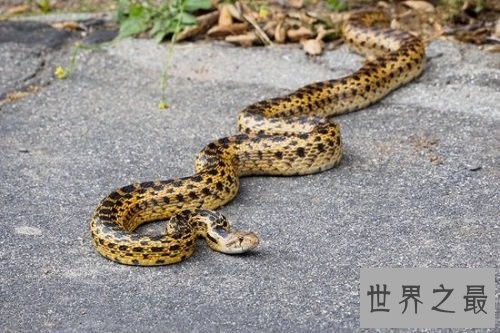 宠物蛇不能随意养，专业养蛇知识为你保驾护航！