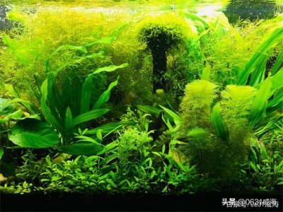​水草缸用水草泥需要用密网垫高3-5厘米吗？或是底下铺一层滤材