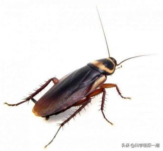 ​踩死的蟑螂第二天消失了（蟑螂踩死之后该怎样处理）