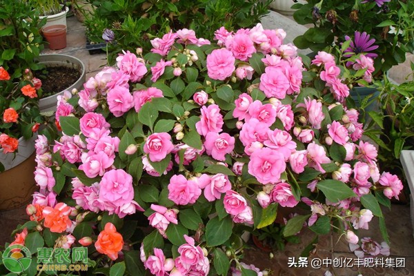 天竺葵花语是什么（天兰葵的含义及养殖方法介绍）