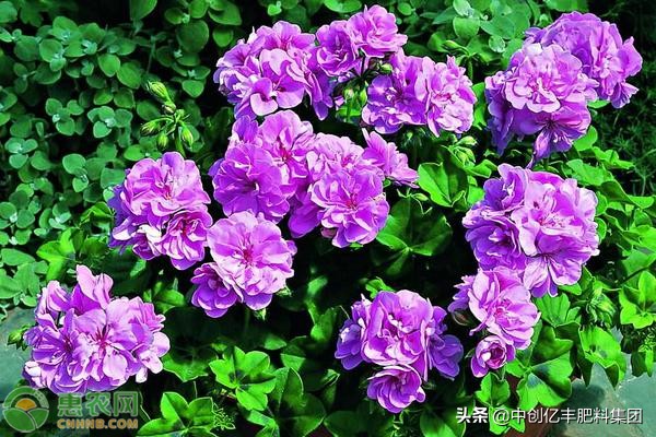 天竺葵花语是什么（天兰葵的含义及养殖方法介绍）
