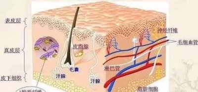 ​冬天多久去一次角质比较好(油皮多久去一次角质好)